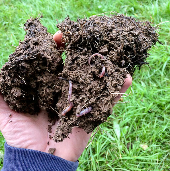 Foto - Hand mit einem Klumpen Erde vom Feld mit vielen Regenwürmern